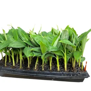 1 Grand Nain Banana Tree Starter Plant - Live Fruit Plant - Image 4