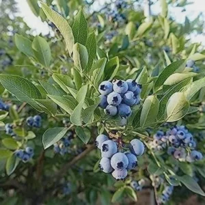 1 Heintooga Blueberry Live Plant Plug - Highbush Type, USDA Zones 4-10 - Image 8