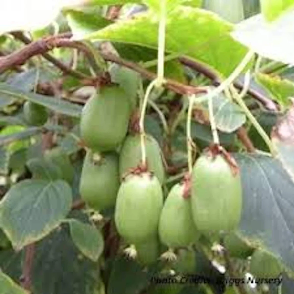 1 Issai Hardy Kiwi Live Plant - Self-Pollinating Fruit Vine - Image 3