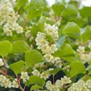 1 Issai Hardy Kiwi Live Plant - Self-Pollinating Fruit Vine - Image 4