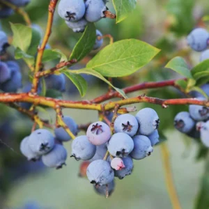 1 Jewel Blueberry Starter Plug - Vaccinium corymbosum Live Plant - Image 2