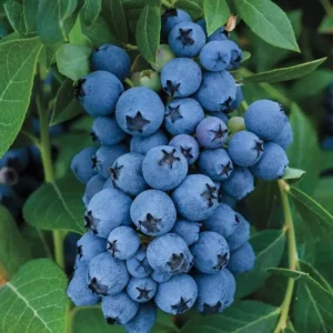 1 Jewel Blueberry Starter Plug - Vaccinium corymbosum Live Plant - Image 5