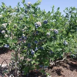 1 Jewel Blueberry Starter Plug - Vaccinium corymbosum Live Plant - Image 8