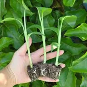 1 Lakatan Banana Starter Plug Musa acuminata 'Lakatan' Live Plant Sweet Fruit - Image 7