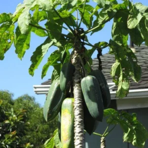1 Mountain Papaya Babaco Starter Plant Bare Root - Seedless Fruit Tree - Image 2