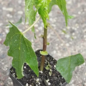 1 Mountain Papaya Babaco Starter Plant Bare Root - Seedless Fruit Tree - Image 4