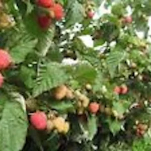 1 Nantahala Red Raspberry Live Plant – Starter Plug – Edible Perennial Vine - Image 6