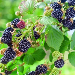 1 Osage Thornless Blackberry Live Plant - Early-Ripening, Sweet Berries - Image 6