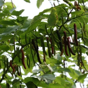 1 Pakistan Mulberry Tree Starter Plug - Morus macroura Live Plant - Fast Growing Fruit Tree - Image 6