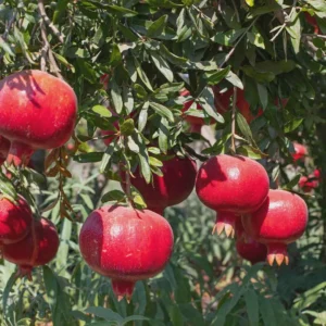 1 Parfianka Pomegranate Tree Live Plant - Sweet Fruit & Soft Seeds - Image 2