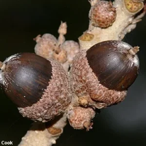 1 Pound Pin Oak Tree Seeds - Quercus palustris - Float Tested for Germination - Outdoor Full Sun - Image 2