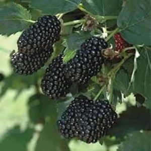 1 Prime Ark 45 Blackberry Plant - Primocane Bare Root Fruit Bush - Image 2