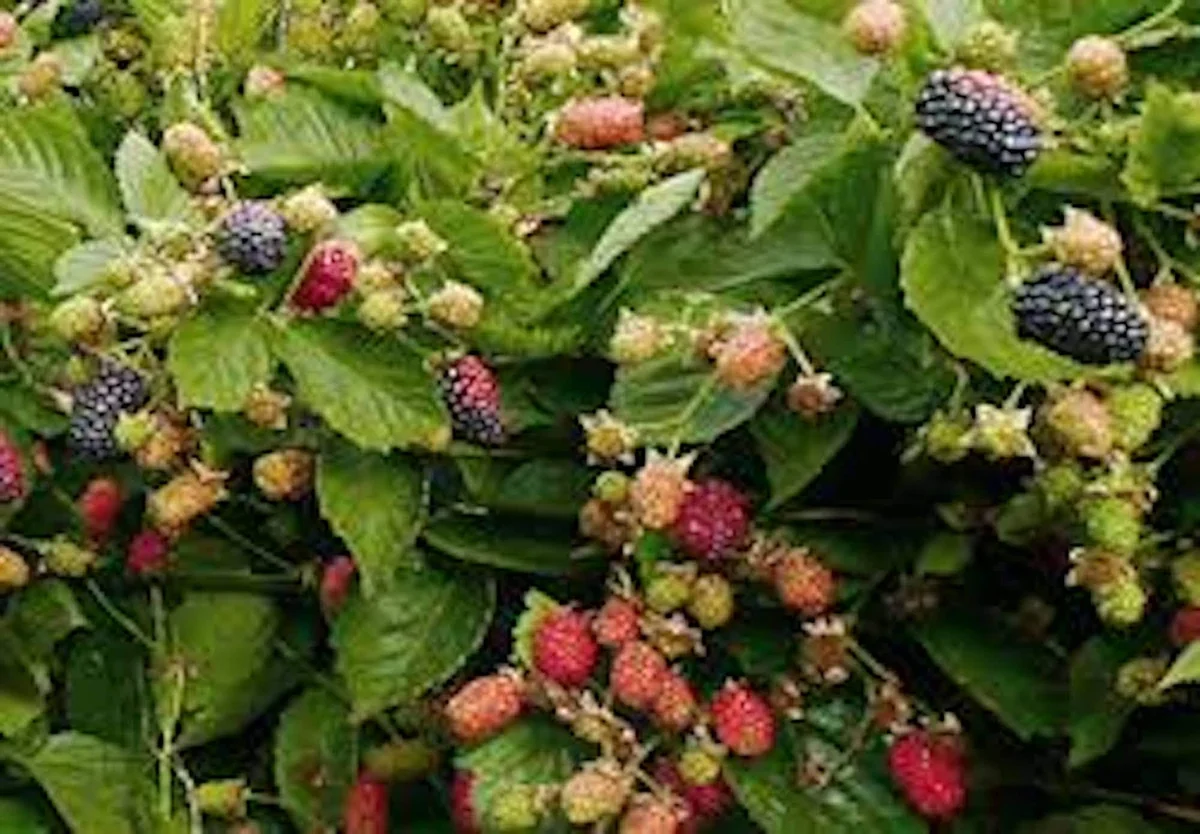 1 Prime Ark 45 Blackberry Plant - Primocane Bare Root Fruit Bush - Image 3