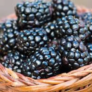 1 Prime Ark 45 Blackberry Plant - Primocane Bare Root Fruit Bush - Image 4