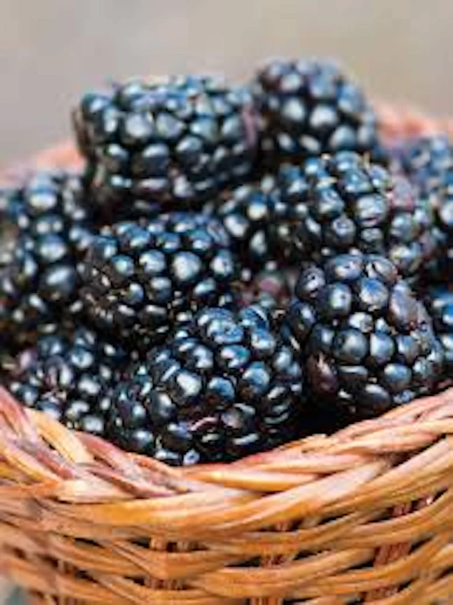 1 Prime Ark 45 Blackberry Plant - Primocane Bare Root Fruit Bush - Image 4