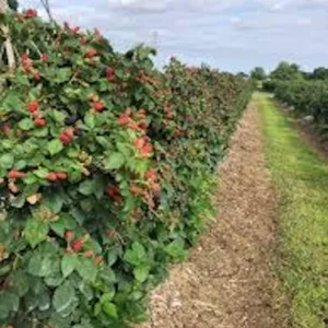 1 Prime Ark Freedom Thornless Blackberry Plant - Bare Root Fruit Bush - Image 3
