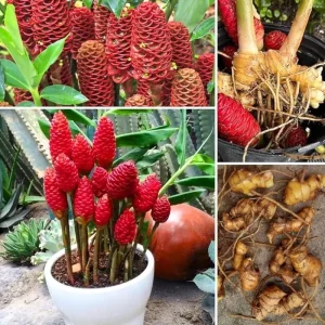 1 Shampoo Ginger Rhizome – Zingiber Zerumbet – Live Plant – Tropical Pine Cone Ginger - Image 3