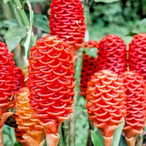 1 Shampoo Ginger Rhizome – Zingiber Zerumbet – Live Plant – Tropical Pine Cone Ginger - Image 1