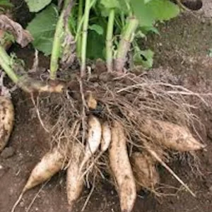 1 Yacón Root Plant Smallanthus sonchifolius Live Starter Plant Bolivian Sunroot - Image 4