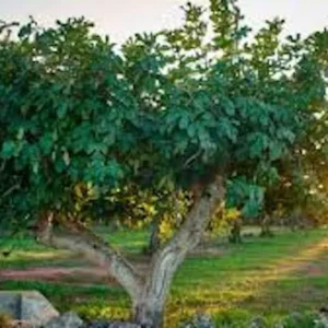 1 Yellow Long Neck Fig Tree Starter Plug - Ficus carica Live Plant - Image 3