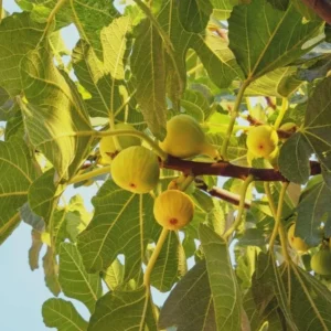 1 Yellow Long Neck Fig Tree Starter Plug - Ficus carica Live Plant - Image 1