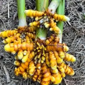 1 Yellow Turmeric Ginger Starter Plug - Curcuma longa Live Plant - Image 2