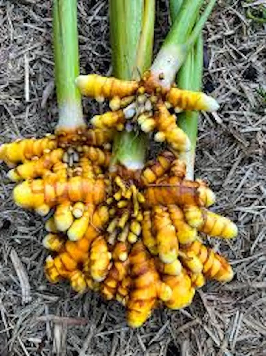 1 Yellow Turmeric Ginger Starter Plug - Curcuma longa Live Plant - Image 2