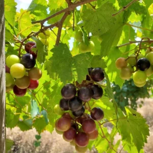 10 Alachua Muscadine Grape Starter Plugs - Vitis rotundifolia - Live Bare Root Plants - Image 5