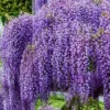 10 Amethyst Falls Wisteria Live Plant 12-14in - Non-Invasive Vine - Image 1
