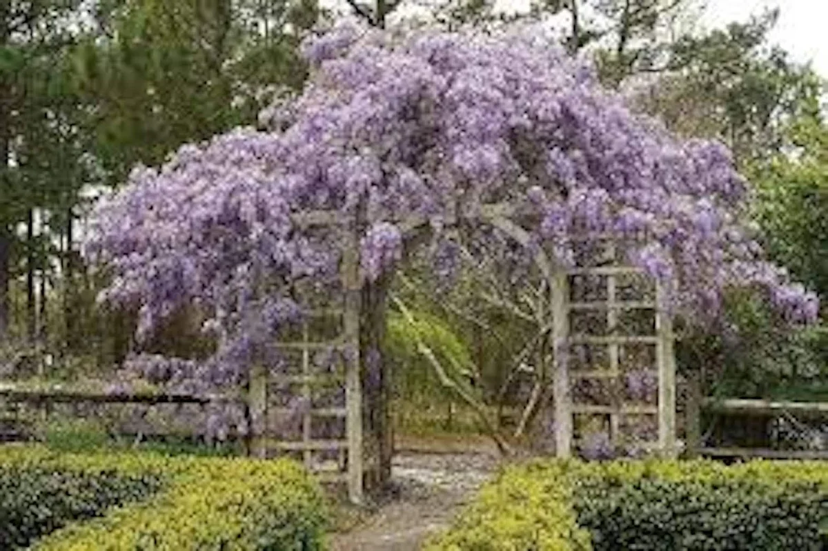 10 Amethyst Falls Wisteria Live Plant 12-14in - Non-Invasive Vine - Image 4