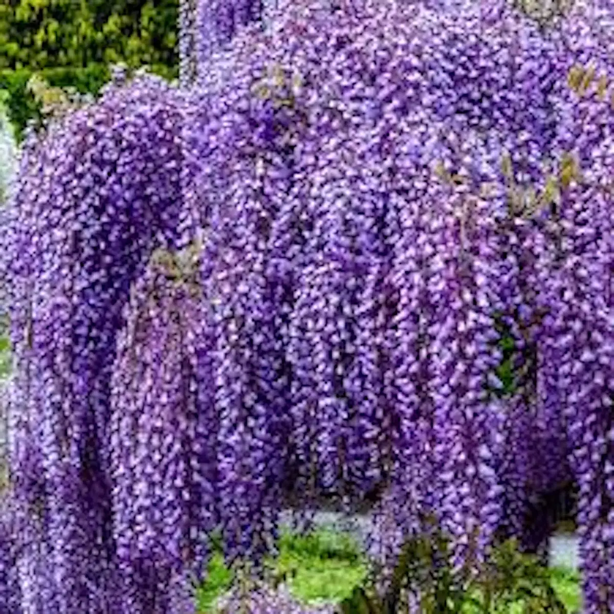 10 Amethyst Falls Wisteria Live Plant 12-14in - Non-Invasive Vine - Image 1