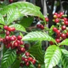 10 Arabica Coffee Plant Coffea arabica Live Starter Plants - Indoor Houseplant - Image 1