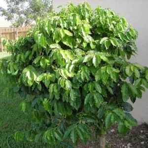 10 Arabica Coffee Plant Coffea arabica Live Starter Plants - Indoor Houseplant - Image 3
