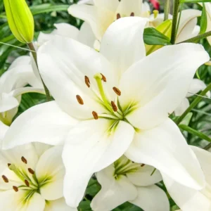 10 Asiatic Lily Flower Bulbs Mix - Perennial Outdoor Plant for Butterfly Gardens - Image 10