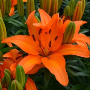 10 Asiatic Lily Flower Bulbs Mix - Perennial Outdoor Plant for Butterfly Gardens - Image 9