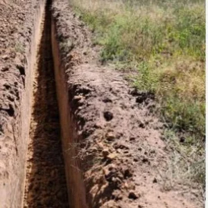 10 Asparagus Plants 'Jersey Knight' - 2 Year Asparagus Crowns - Bare Root - Image 8