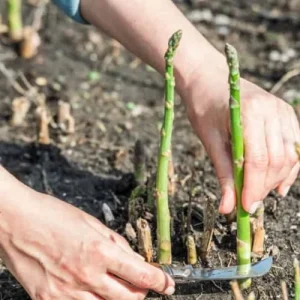 10 Asparagus Plants 'Jersey Knight' - 2 Year Asparagus Crowns - Bare Root - Image 9
