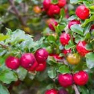 10 Barbados Cherry Tree Malpighia Emarginata Live Starter Plants - Fruit Tree - Image 1