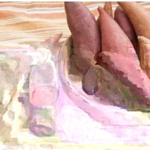 10 Beauregard Sweet Potato Slips - Organic Edible Plant Cuttings for Growing - Image 5