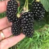 10 Big Daddy Thornless Blackberry Plants - Live Fruit Bush for Zones 5-9 - Image 1