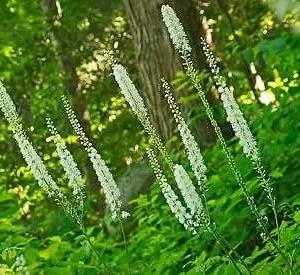 10 Black Cohosh Bare Root Plants - Actaea Racemosa Wildflower for Shade Garden - Image 2