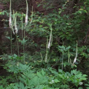 10 Black Cohosh Bare Root Plants - Actaea Racemosa Wildflower for Shade Garden - Image 5
