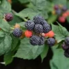 10 Black Hawk Black Raspberry Live Plants - Rubus occidentalis - 1-2 Yr Old Hardy Fruit Shrub - Image 1