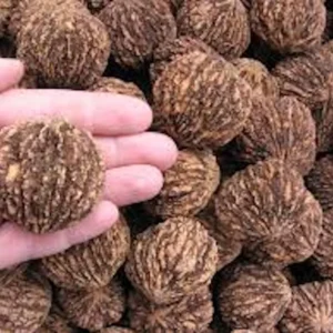 10 Black Walnut Tree Seeds - Juglans Nigra, Organic Planting, Fast Growing - Image 7