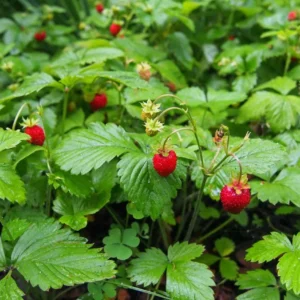 10 Blakemore Strawberry Bare Roots - Fragaria x ananassa - June-Bearing Fruit Plant - Image 3