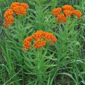 10 Butterfly Weed Bare Root Plants - Asclepias Tuberosa Milkweed Native Wildflower - Image 2