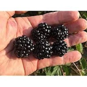 10 Caddo Blackberry Live Plant Starter Plugs - Thornless Fruit Bush, USDA Zones 5-9 - Image 4