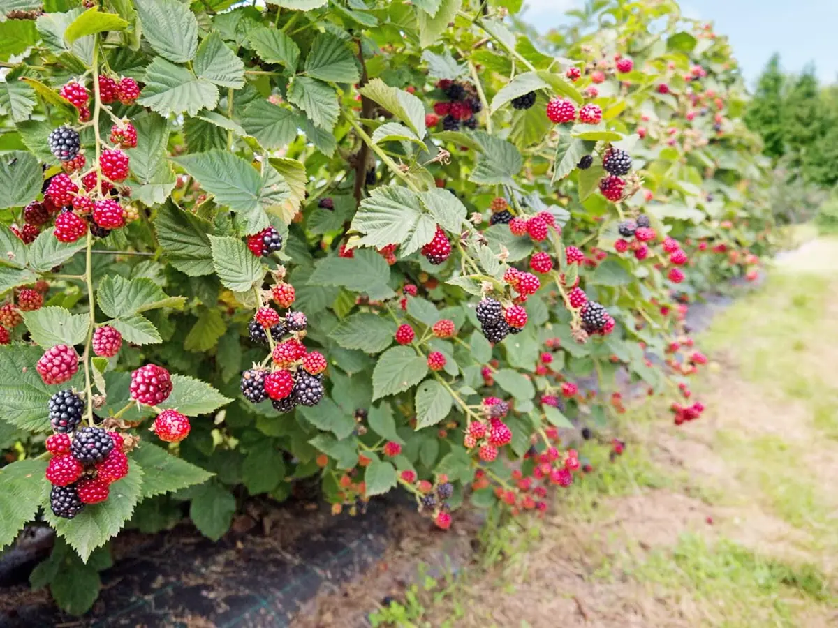 10 Caddo Blackberry Live Plant Starter Plugs - Thornless Fruit Bush, USDA Zones 5-9 - Image 1