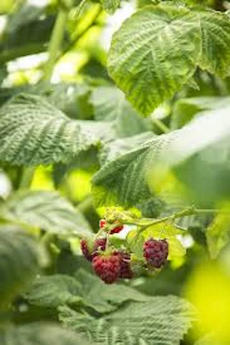 10 Canby Thornless Red Raspberry Starter Plugs - Rubus idaeus - Live Plant for Easy Harvesting - Image 3