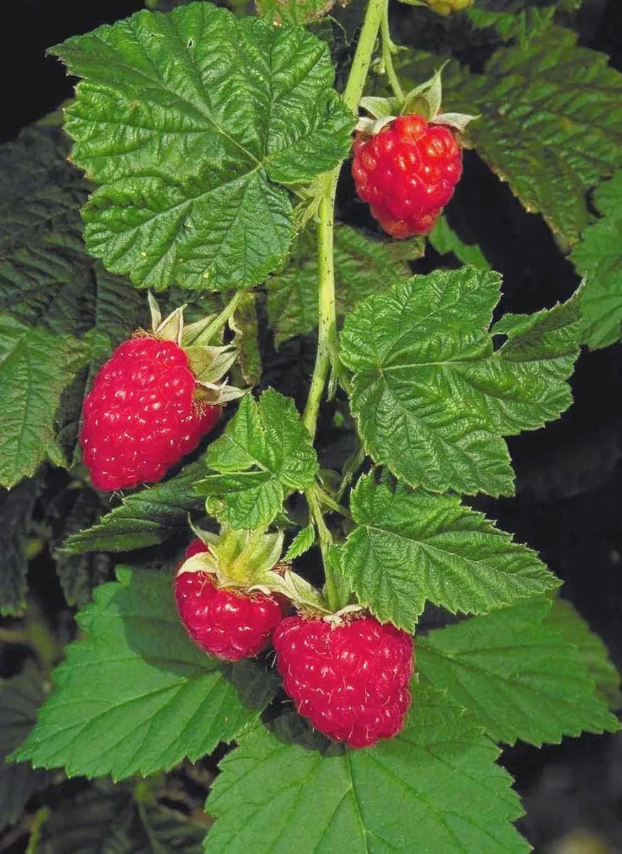 10 Canby Thornless Red Raspberry Starter Plugs - Rubus idaeus - Live Plant for Easy Harvesting - Image 4